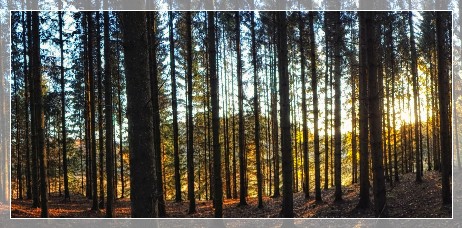 forest in the morning sun