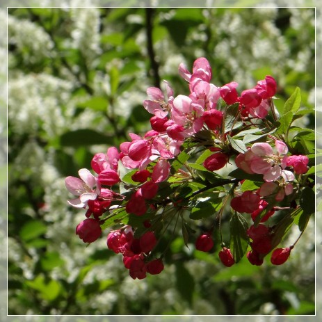 spring, flowers