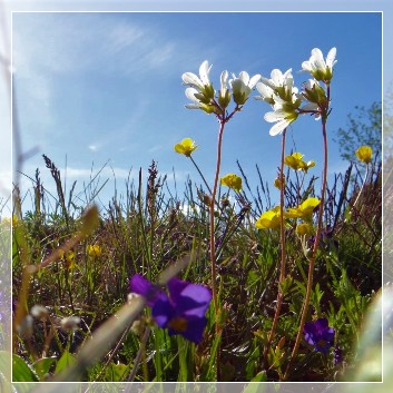 Labro Ängar Naturreservat flowers
