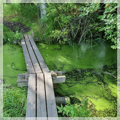 Marvikarnas Naturreservat