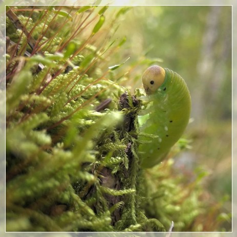 Pilhyttedammen Naturreservat