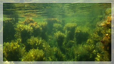 Stendörren underwater