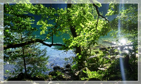 Forest in the evening sun