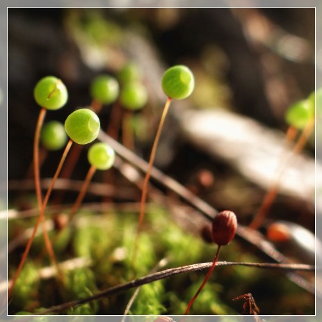 Forest bathing with SwedenExperienceTours 