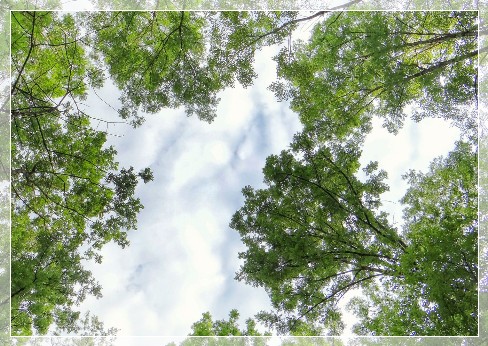 Forest bathing with SwedenExperienceTours