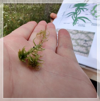 Nävsjömossen Naturreservat guided hike, Sphagnum moss