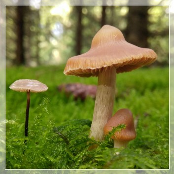 Pilze im Wald