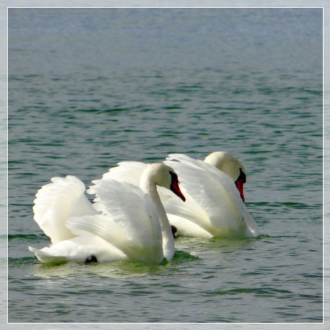 birds, swans