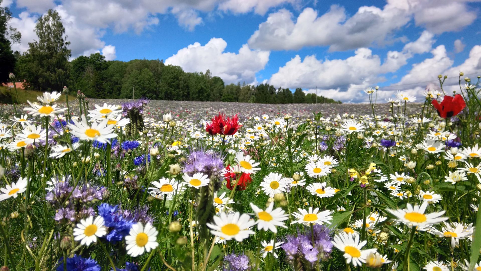 flower field väg223