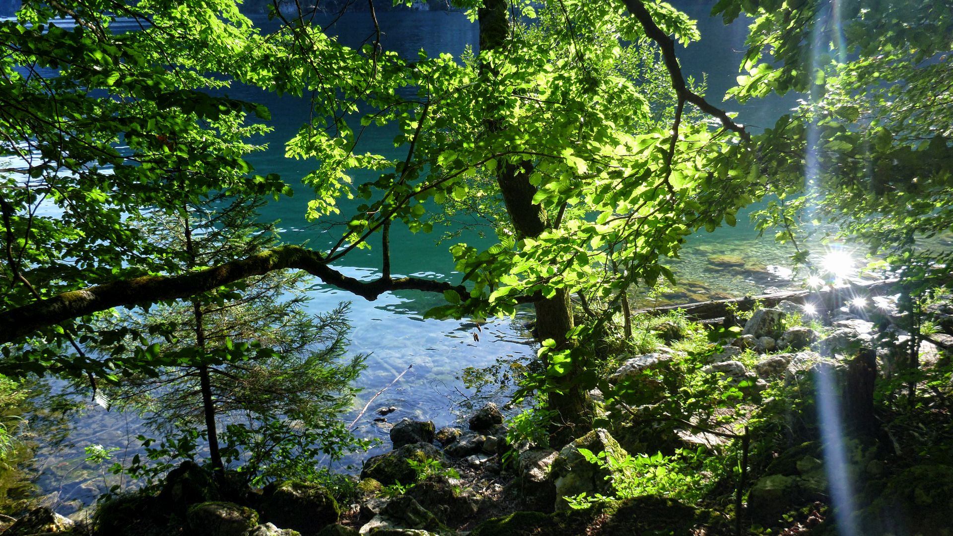 Forest in the evening sun
