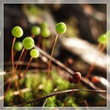 Forest bathing with SwedenExperienceTours