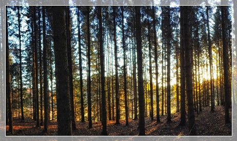 Forest in the evening sun 