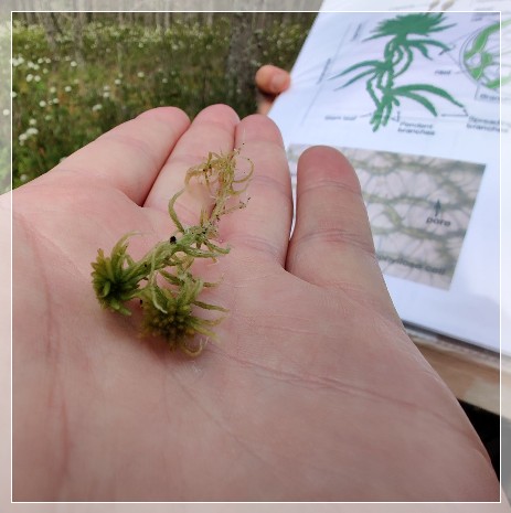 Guide Stefanie explaning Sphagnum moss