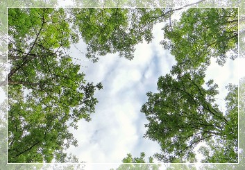Waldbaden, Shinrin Yoku, forest bathing